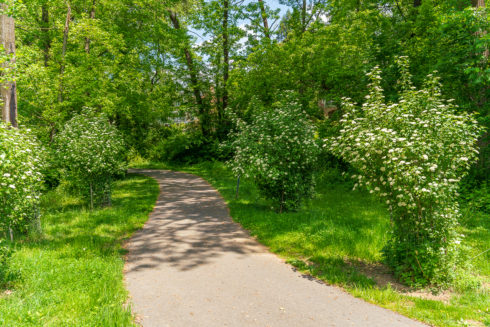 Pathway at Elmhirst Parkway Neighborhood Conservation Area