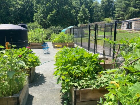 Raised beds at Black Hill Community Garden