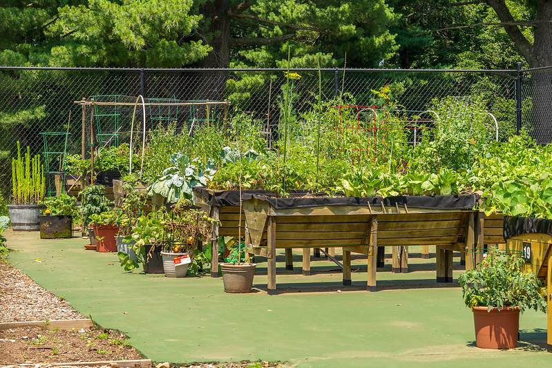 Community garden at Nolte Local Park 2025