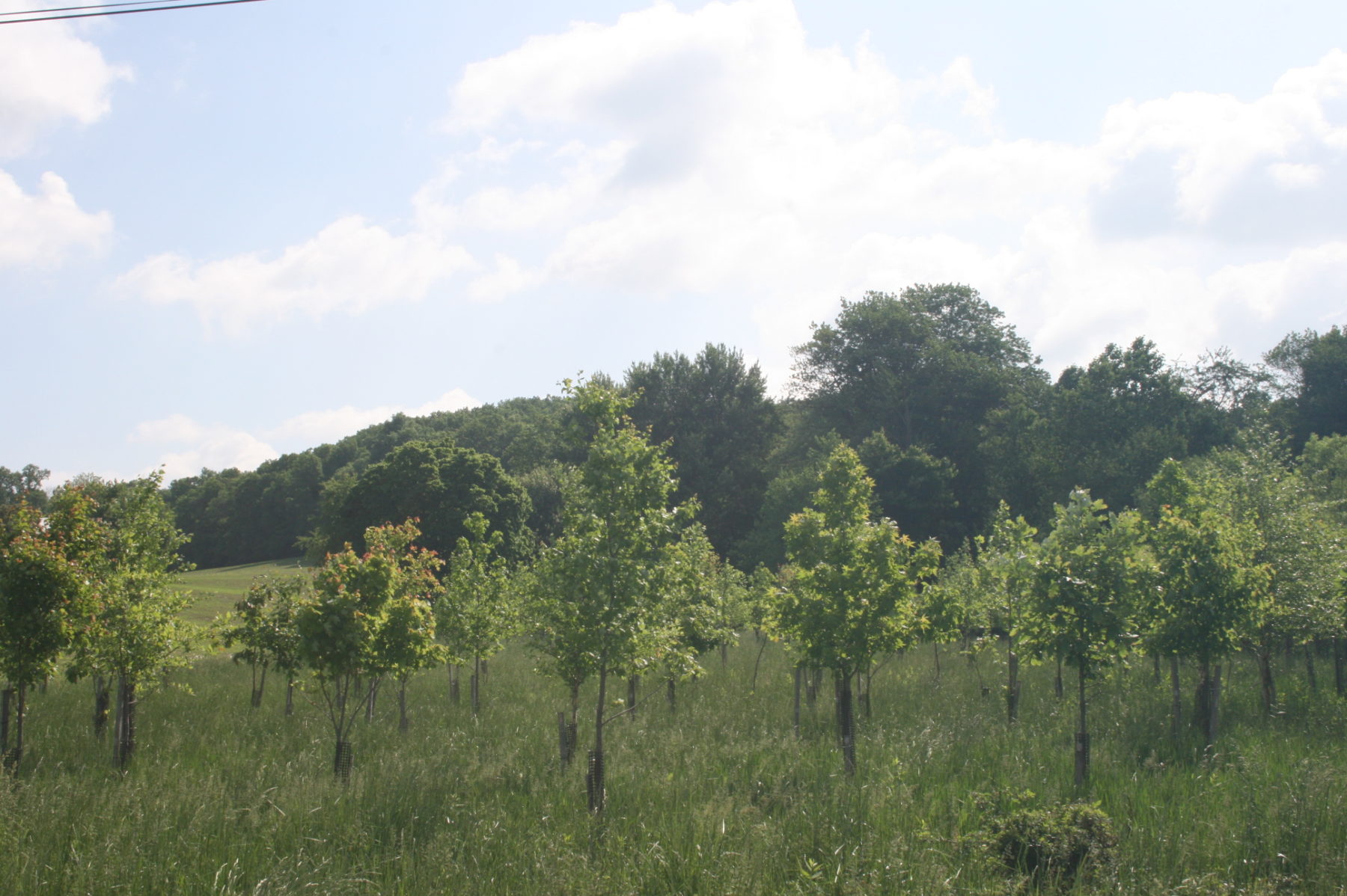 Open Field at Oak Ridge Conservation Park