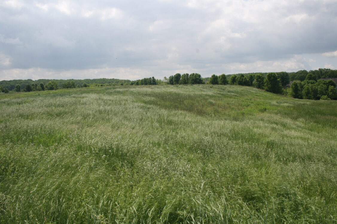 Meadow at Seneca Crossing Local Park