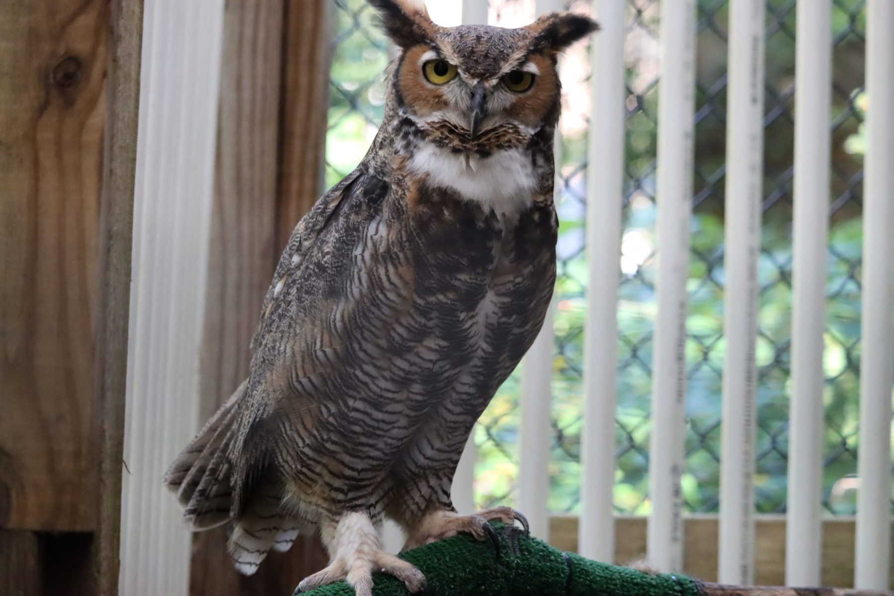 Meadowside Nature Center - Raptor Deck - Montgomery Parks