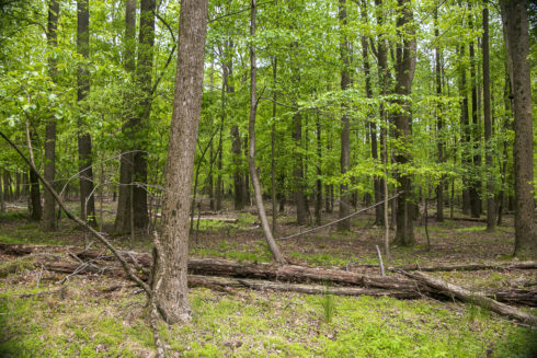 Woods in Montgomery County