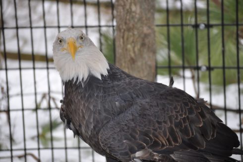Orion, Meadowside Nature Center's resident bald eagle
