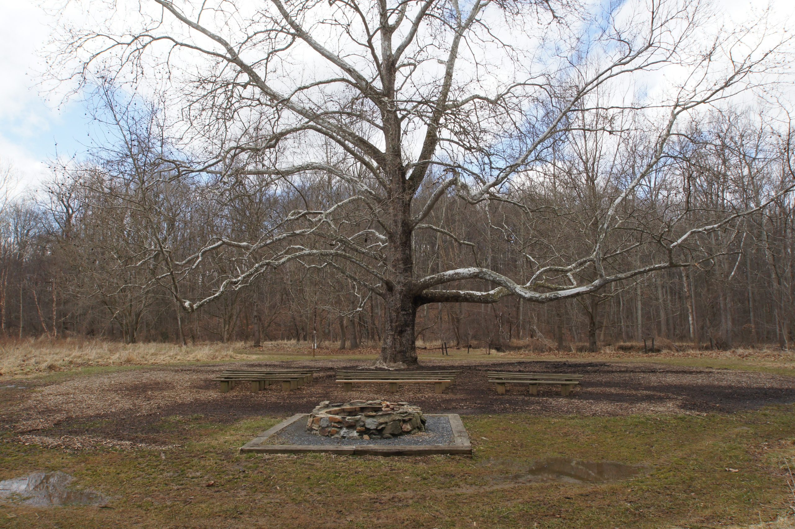 Sycamore Fire Ring at LGNC