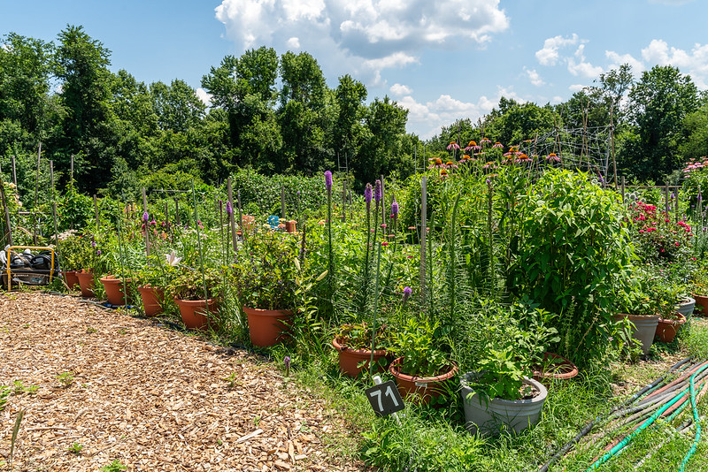 Briggs Chaney Community Garden