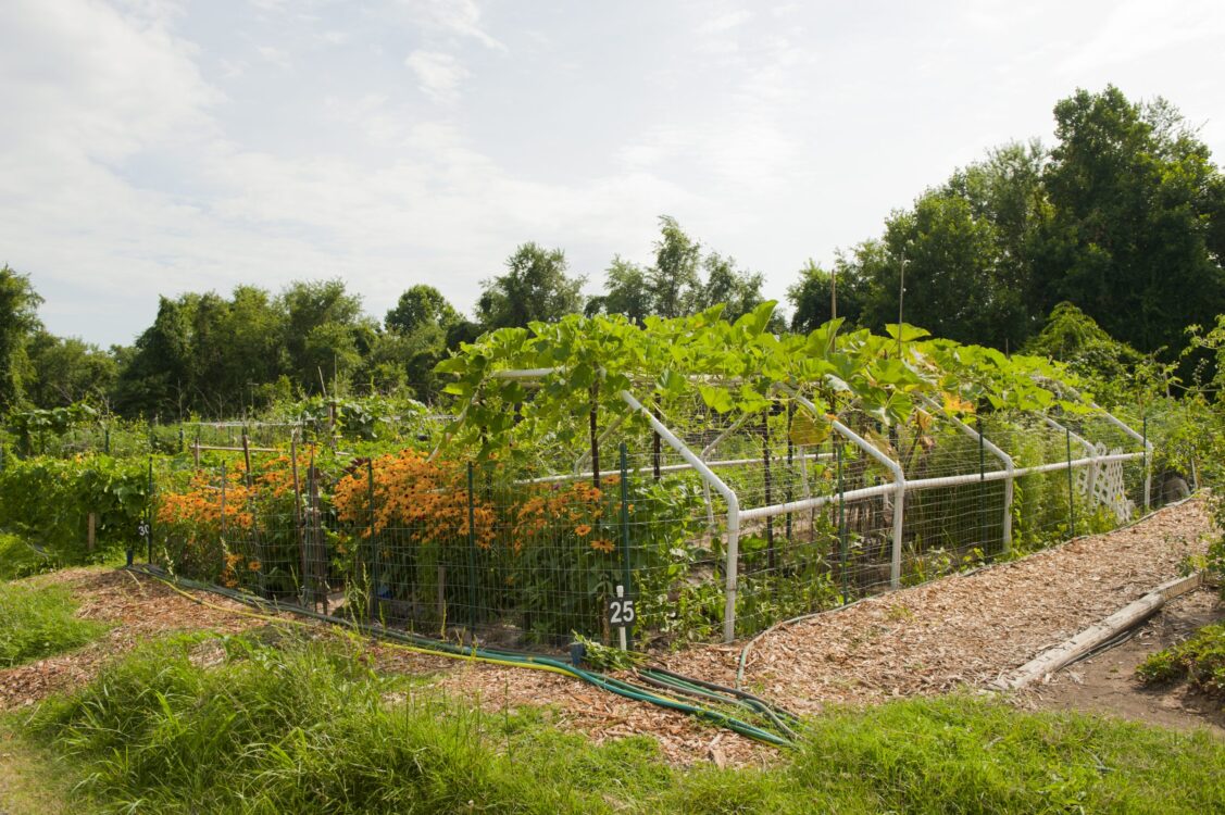 Garden plot at Briggs Chaney Community Garden with a trellis and flowers