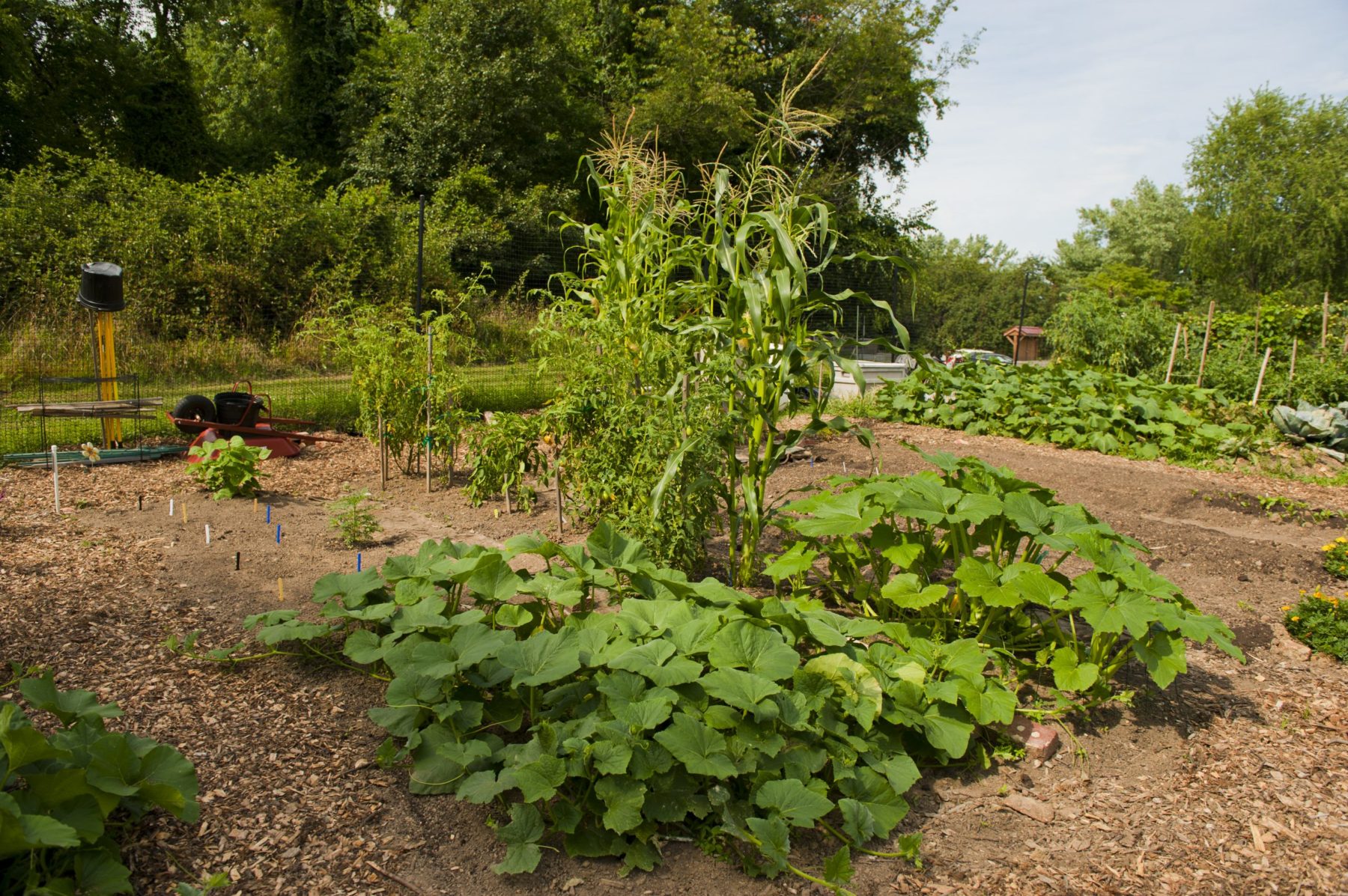 Briggs Chaney Community Garden