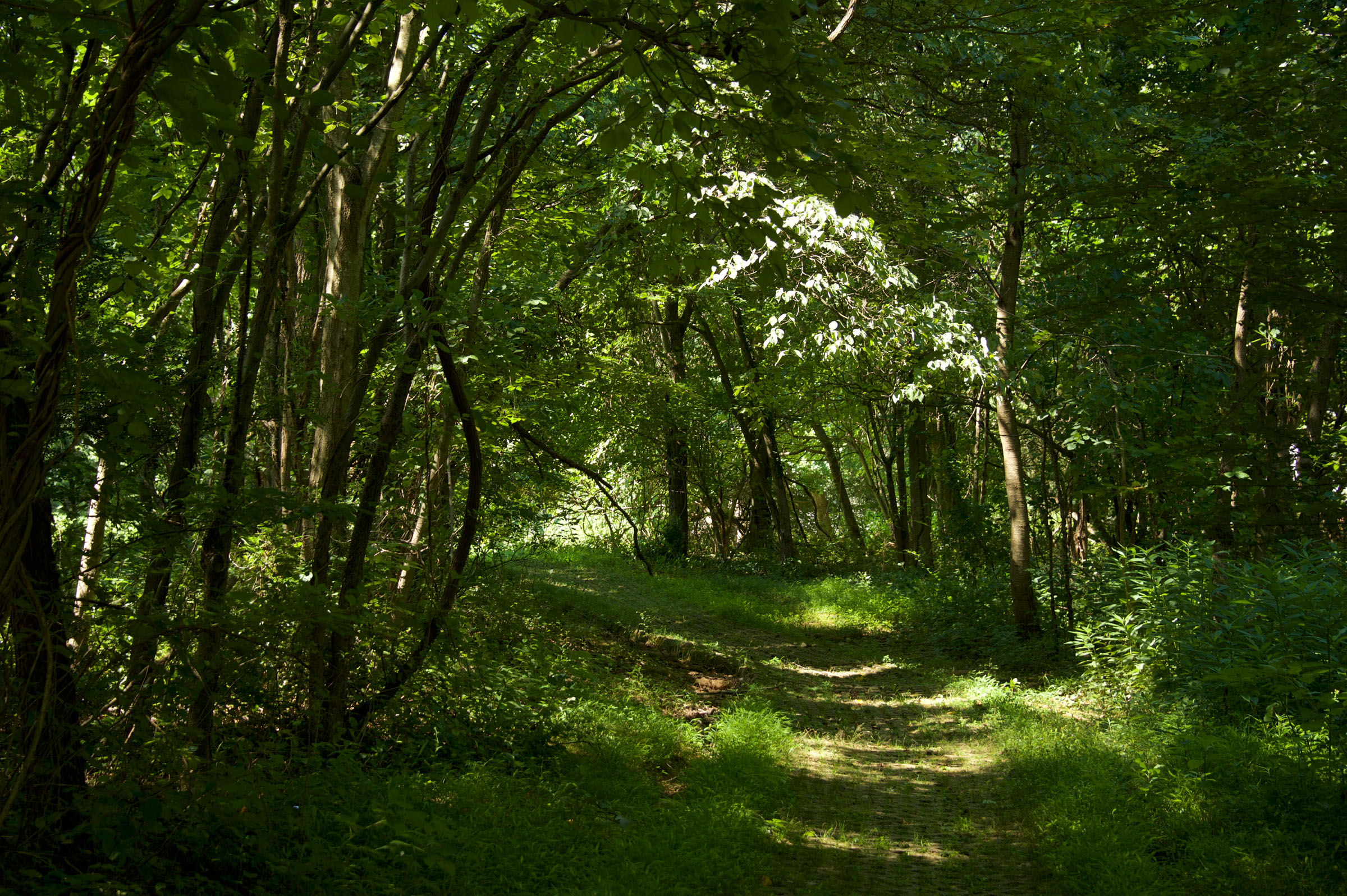 Buck Branch Neighborhood Park