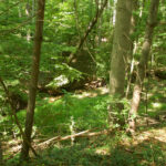 Buck Branch Neighborhood Park