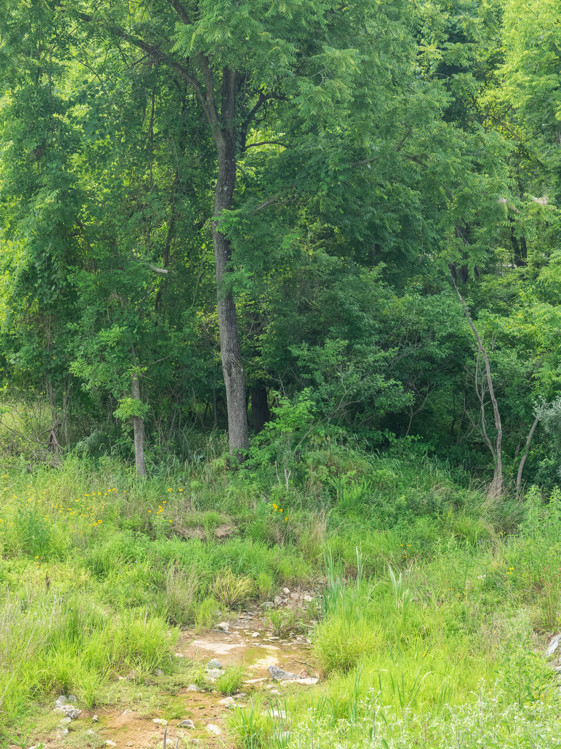 Cabin Branch Stream Valley Park Montgomery Parks