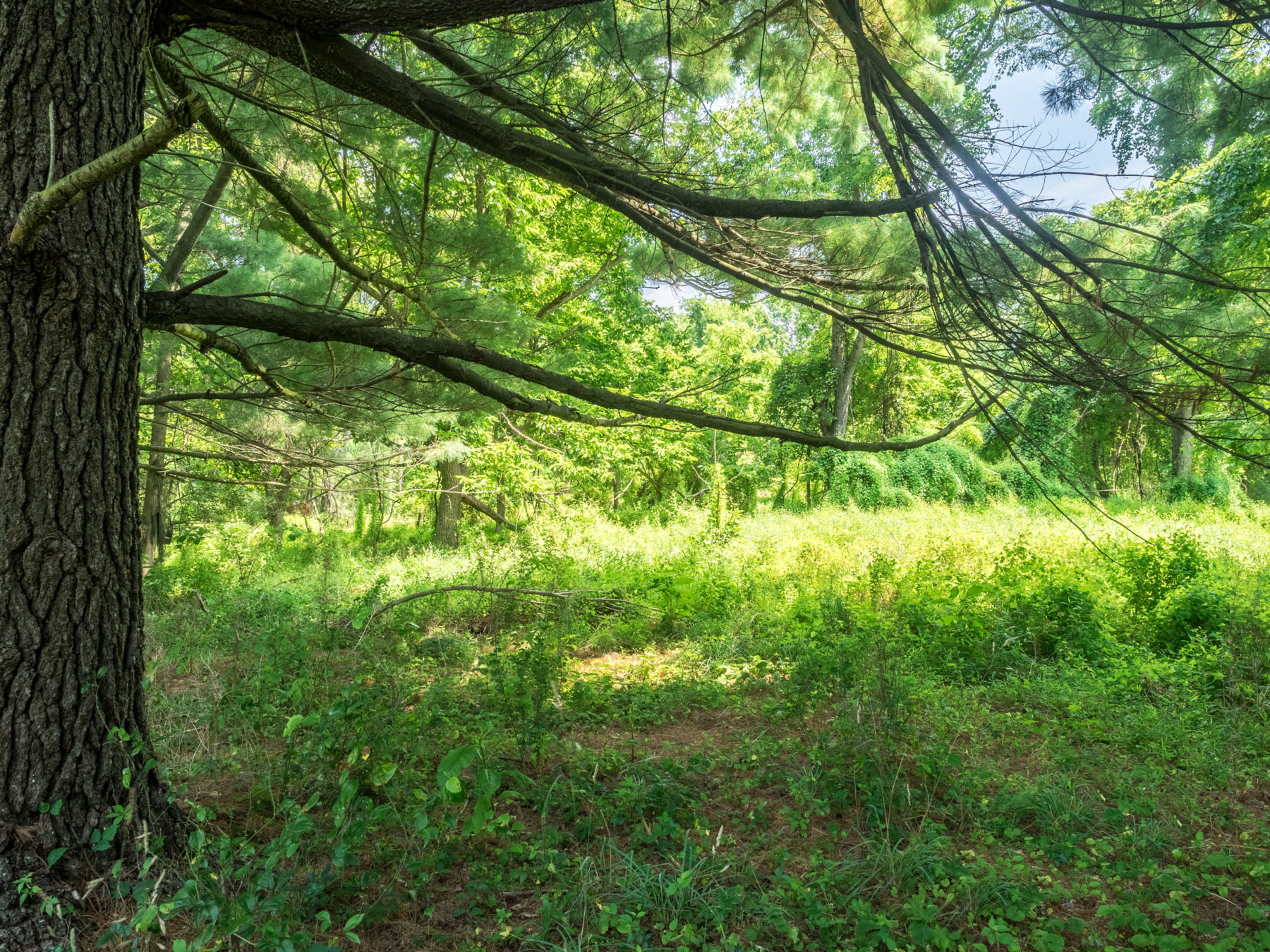 Carson Farm Special Park