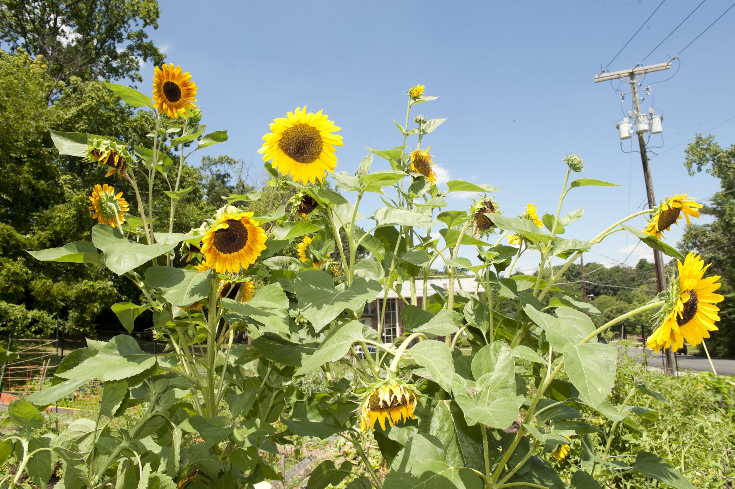 Sunflower plants at Sligo Mill Overlook Community Garden