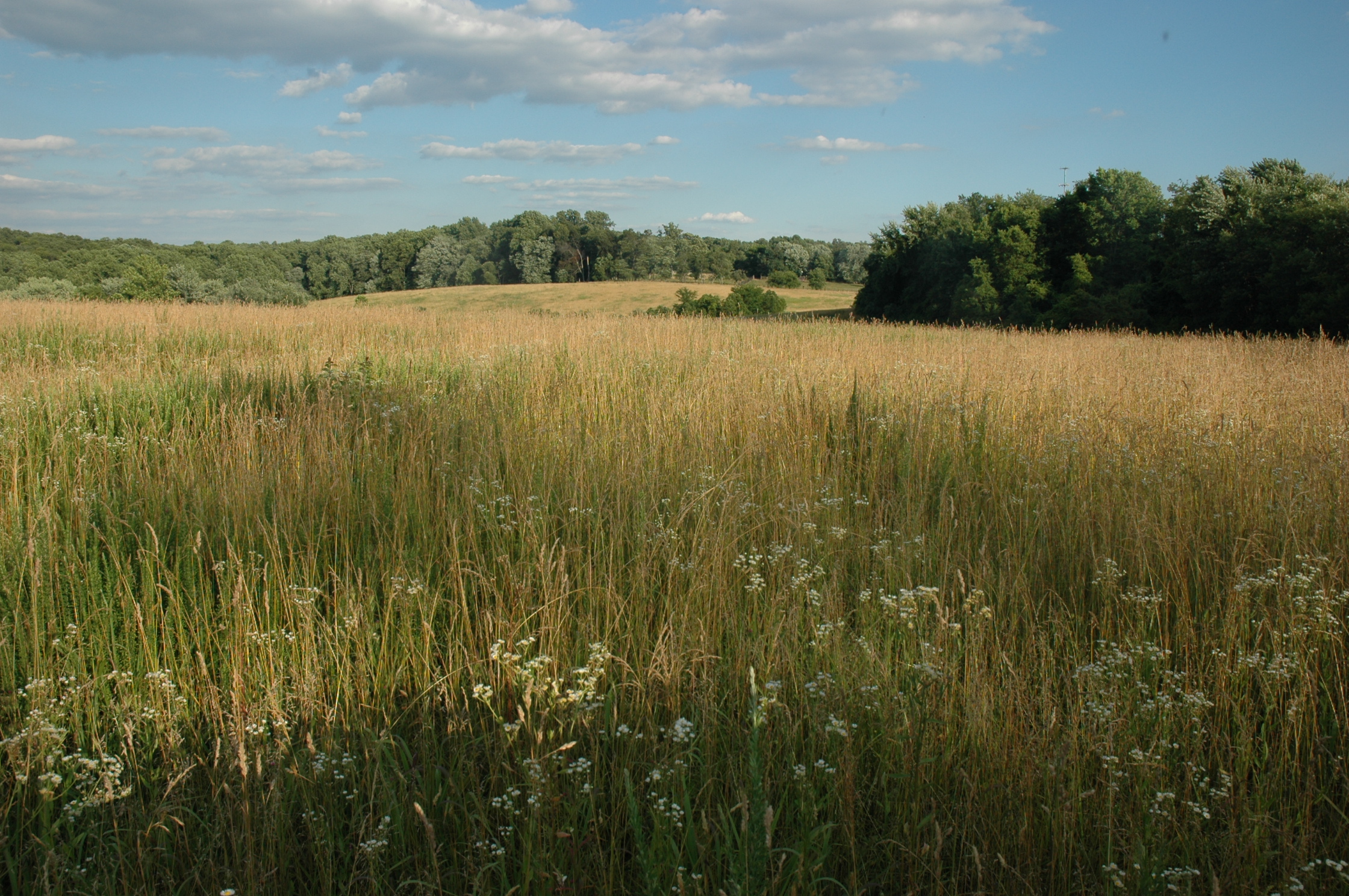 Grassland, Prairie, Natural environment, Field, Natural landscape, Meadow, Grass, Vegetation, Plain, Steppe