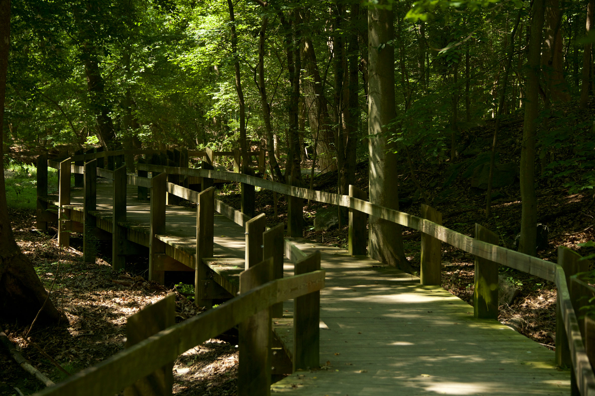 Wooden Pathway at Drake Drive Neighborhood Conservation Area