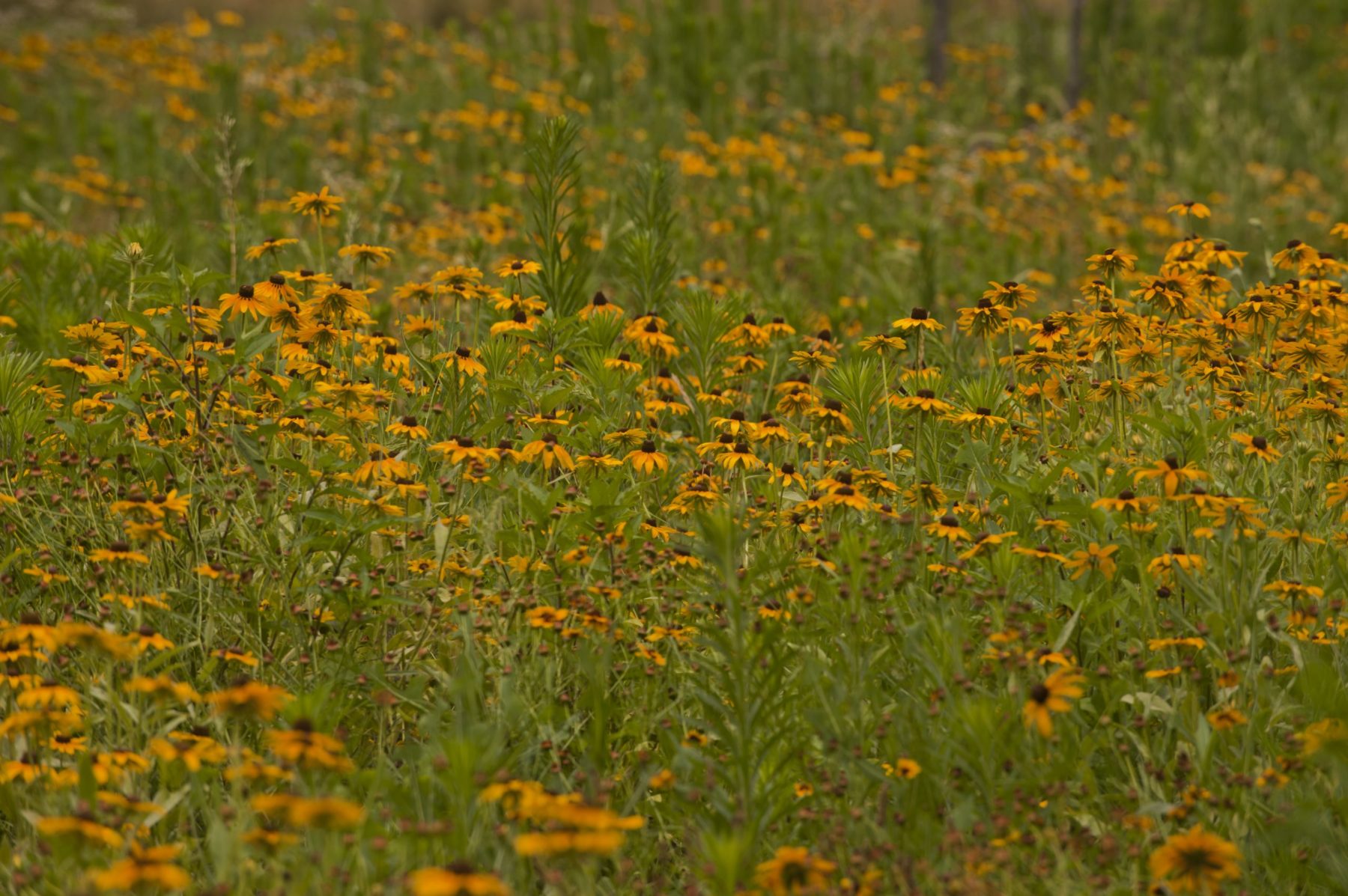 Field of Yellow Flowers at Evans Parkway Neighborhood Park 