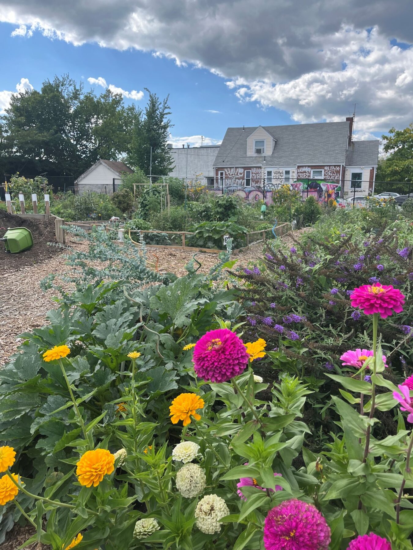 Flowers at Fenton Street Community Garden