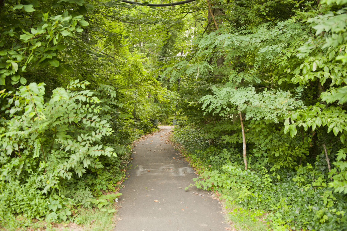 Pathway surrounded by greenery shrubs at Fernwood Local Park