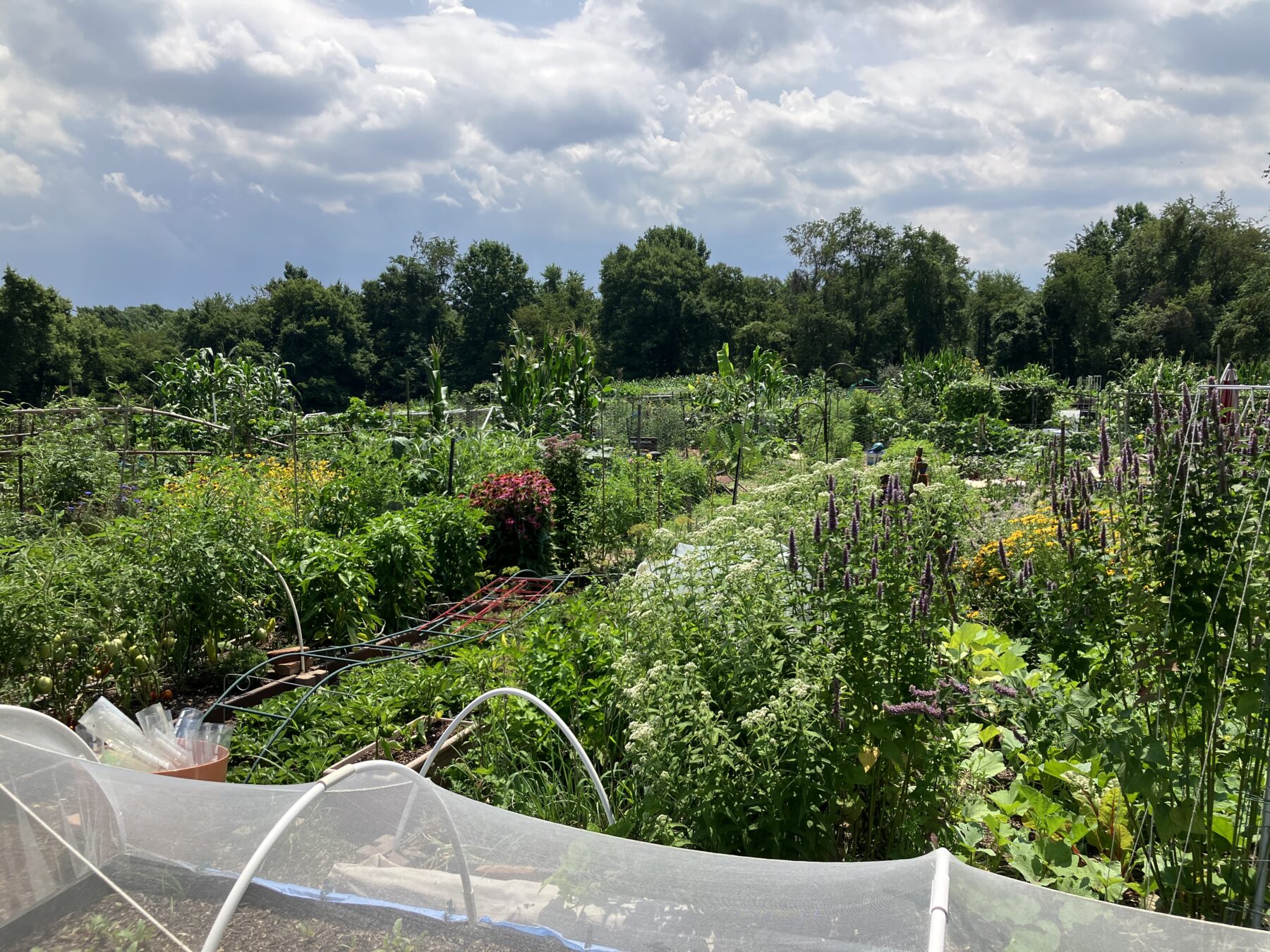 Briggs Chaney Community Garden