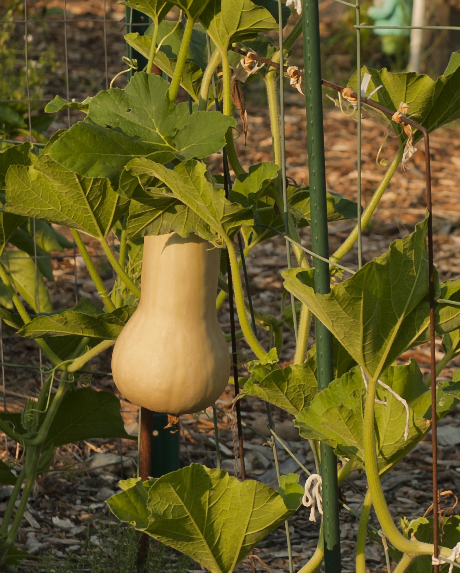 South Germantown Recreational Park Community Gardens