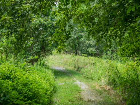 Trails at Lois Y. Green Conservation Park