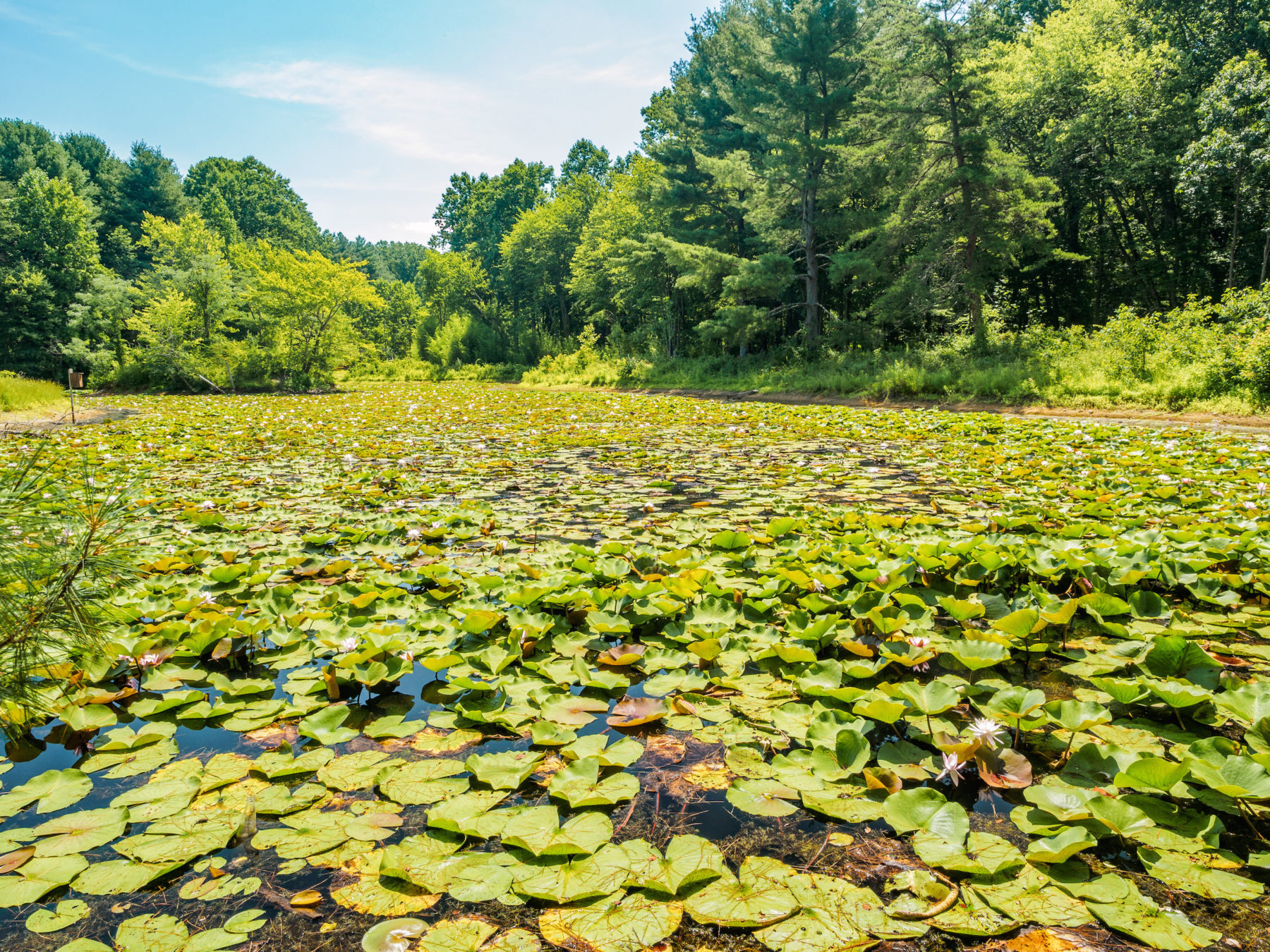 Water lilly pads and trees