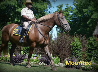 Police officer on horse in park
