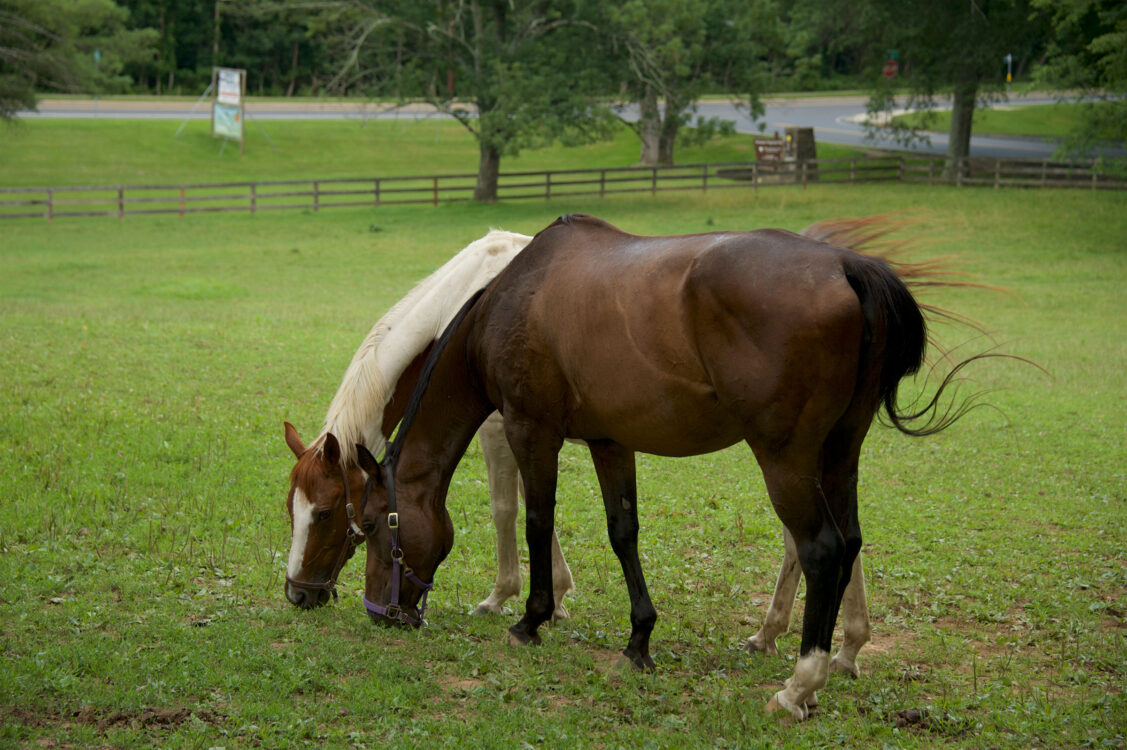 Horses in pasture at Equestrian Center