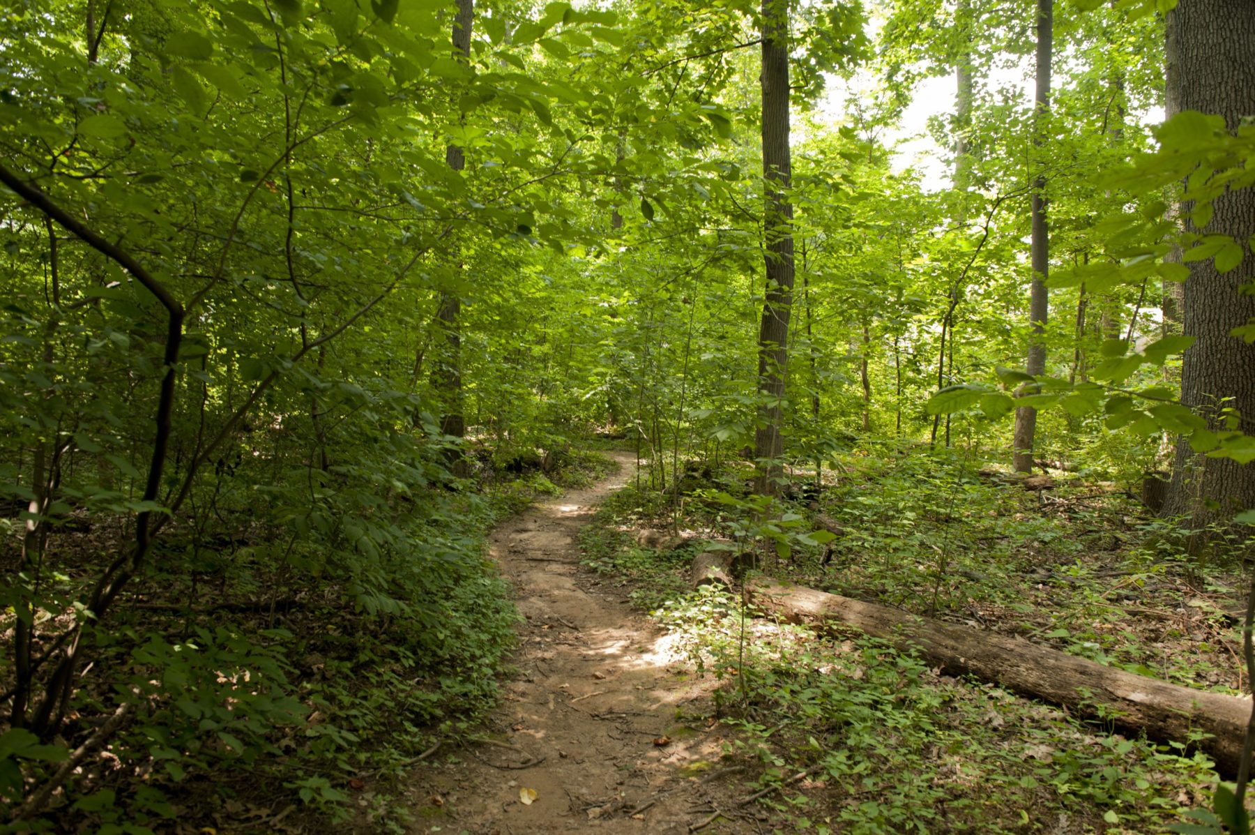 Wyngate Woods Neighborhood Park