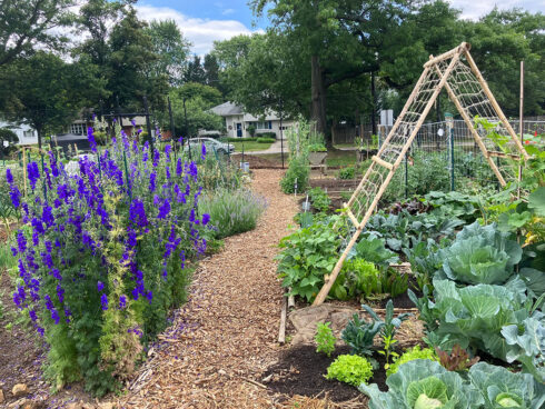 Flowers and summer crops growing at Bradley Park Community Garden