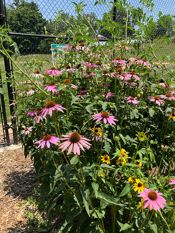 flowers community gardens