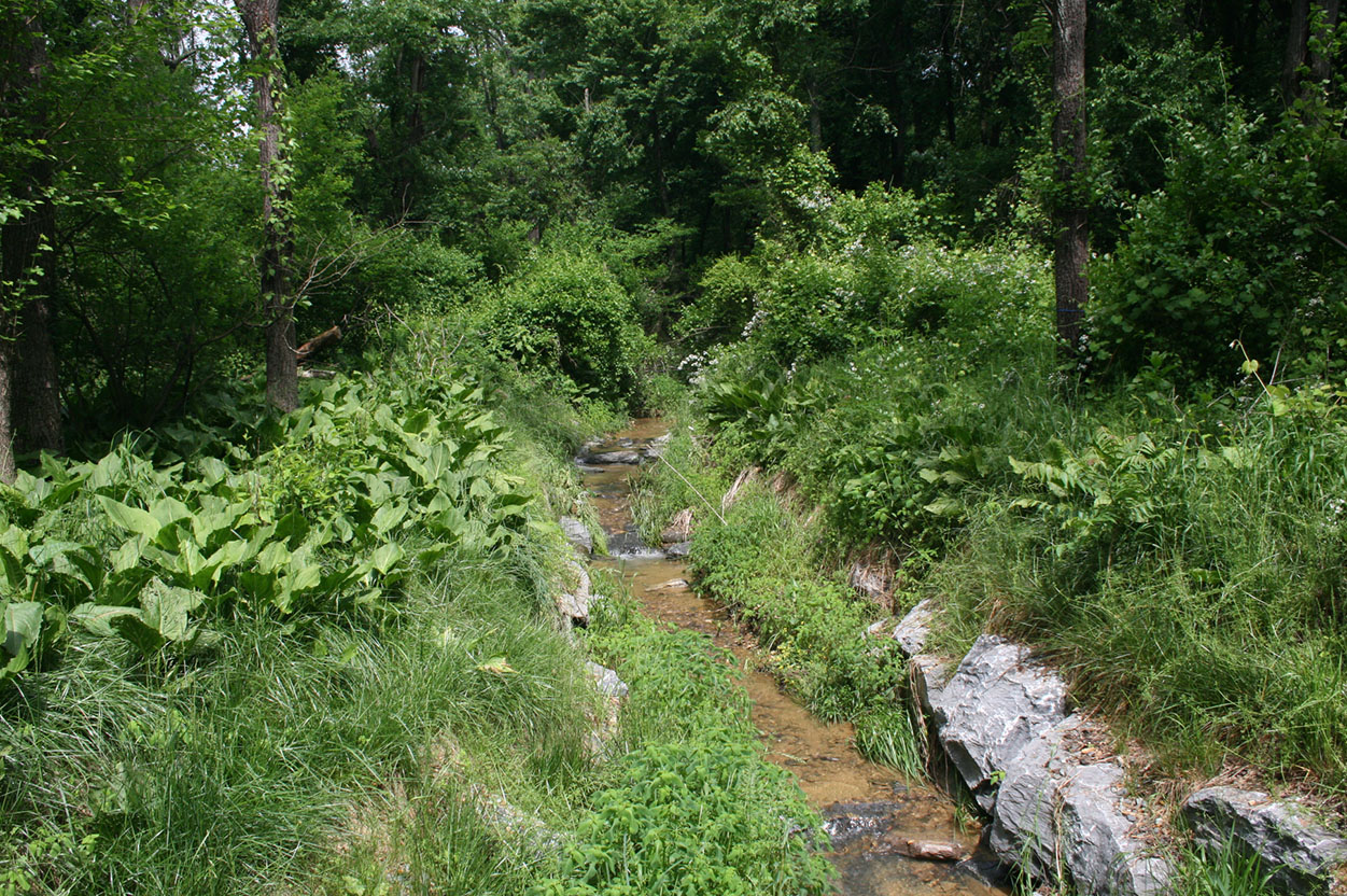 stream at wildcat branch stream valley unit 1