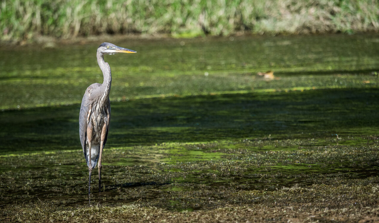 Great Blue Heron at Pennyfield Lock Neighborhood Conservation Area