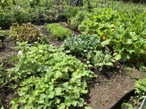 Garden plot at Gaynor Road Community Garden with lettuce and greens growing