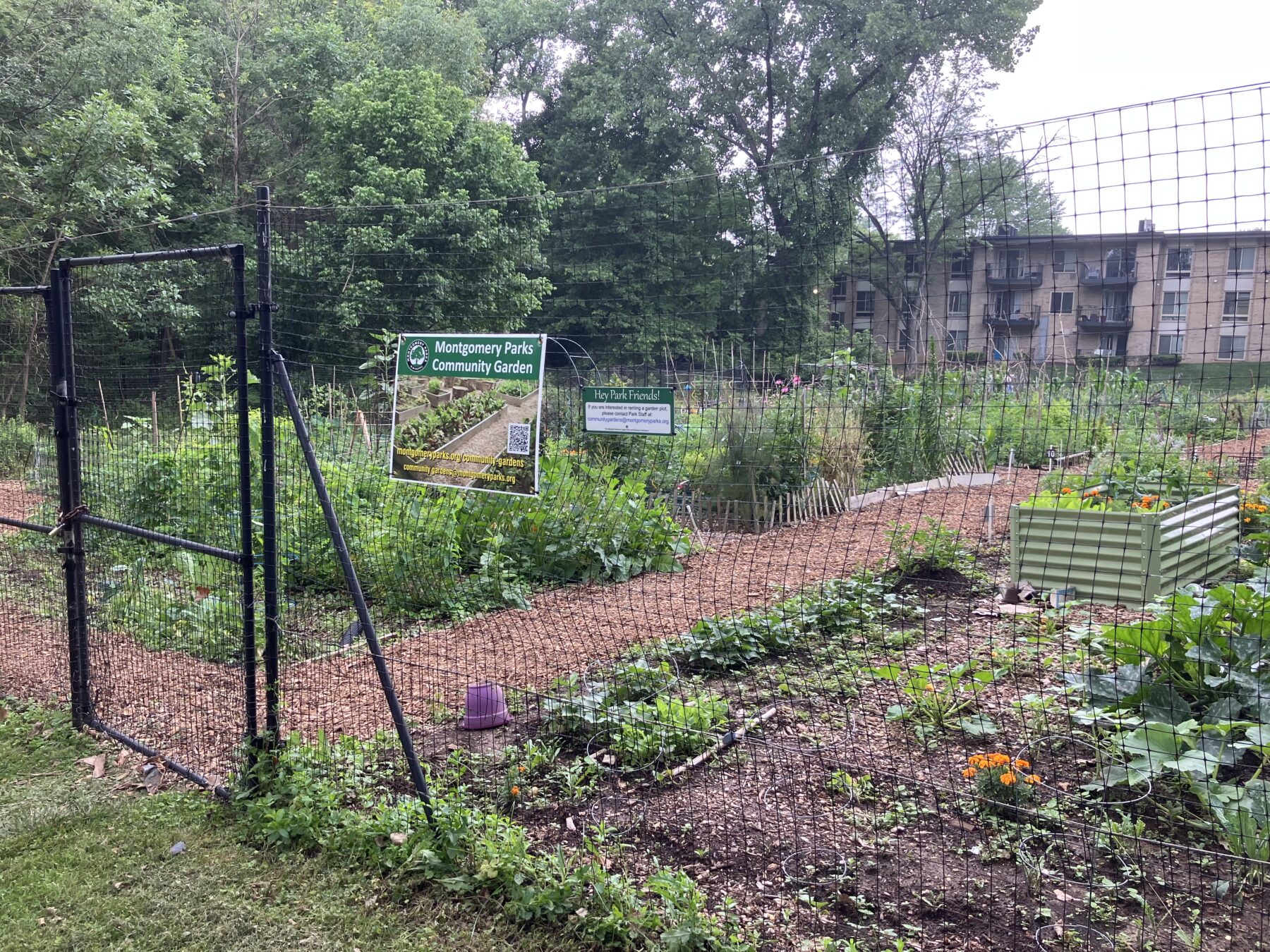 Gaynor Road Community Garden from outside the fence