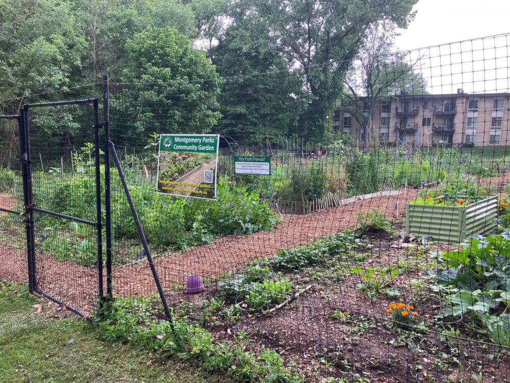 garden plots at gaynor road community garden