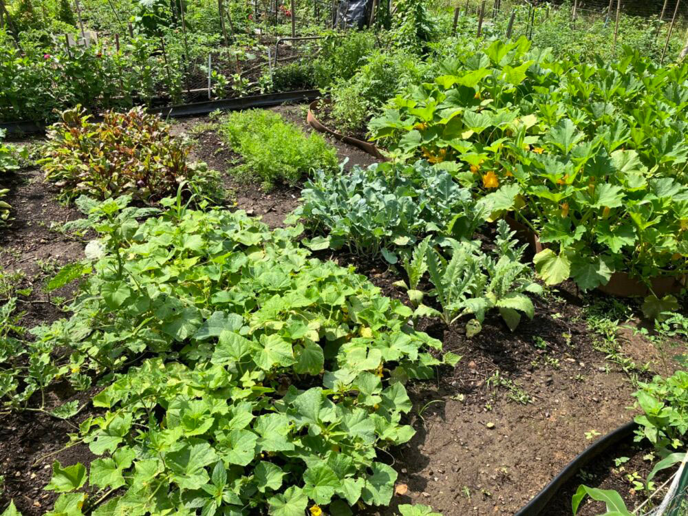 garden plots at gaynor road community garden