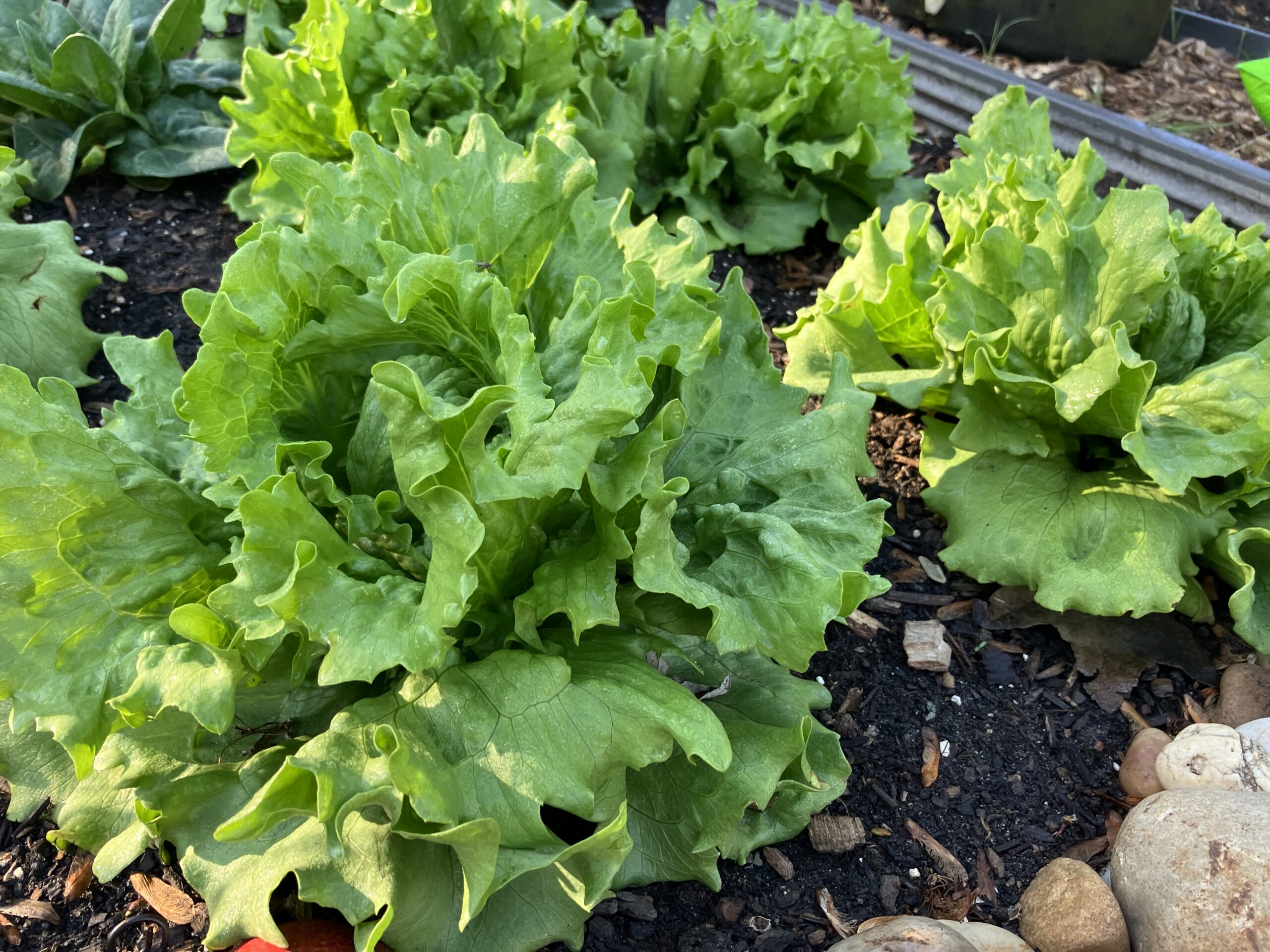 King Street Community Garden Montgomery Parks