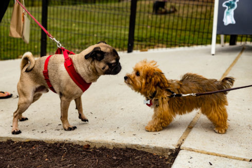 Two small dogs look at each other in Ellsworth Urban Dog Park