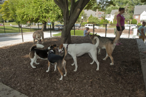 A group of dogs look at each other in the shade at Ellsworth Urban Dog Park