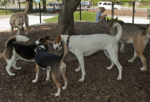 dog park