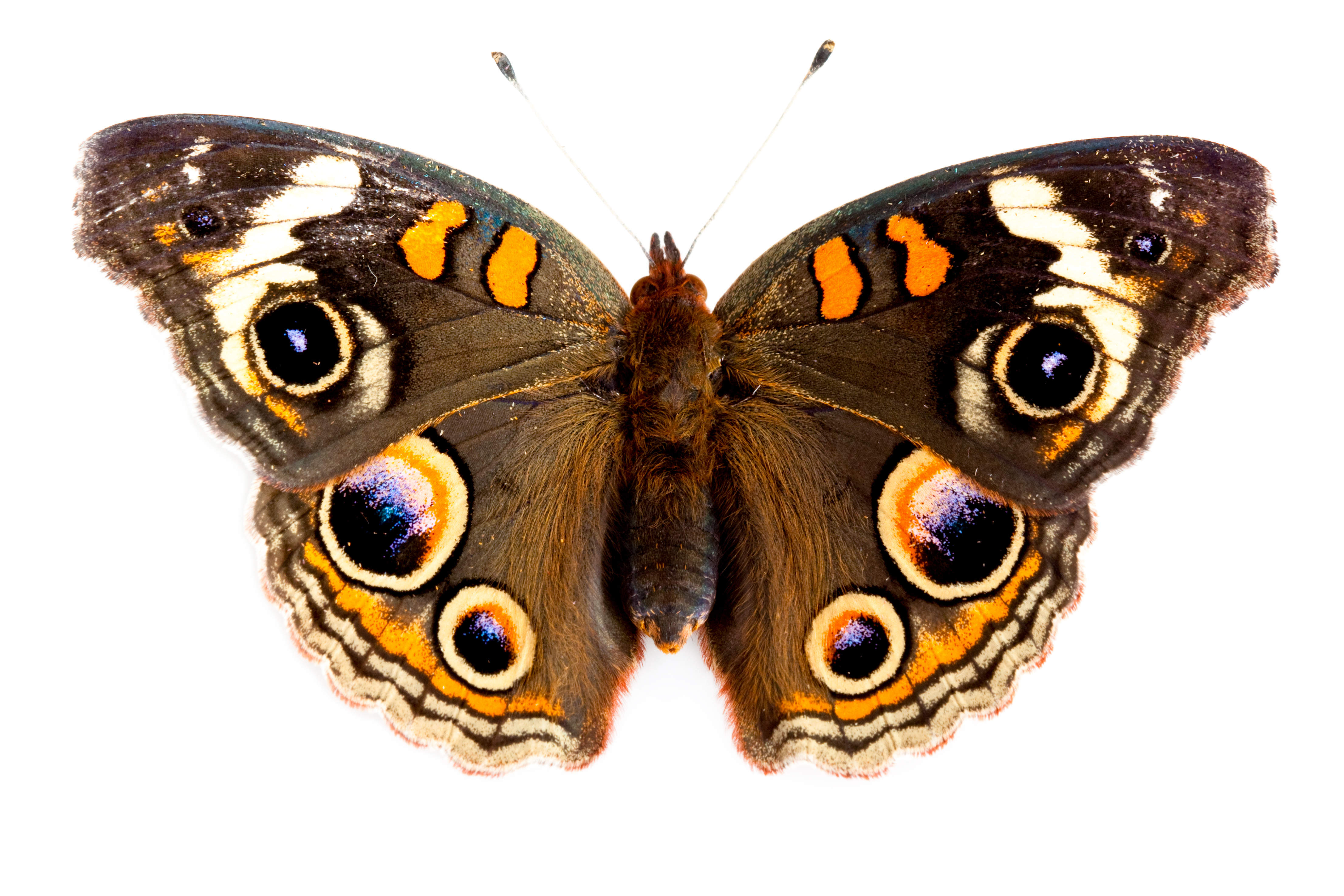 Photo of Buckeye Butterfly on white background
