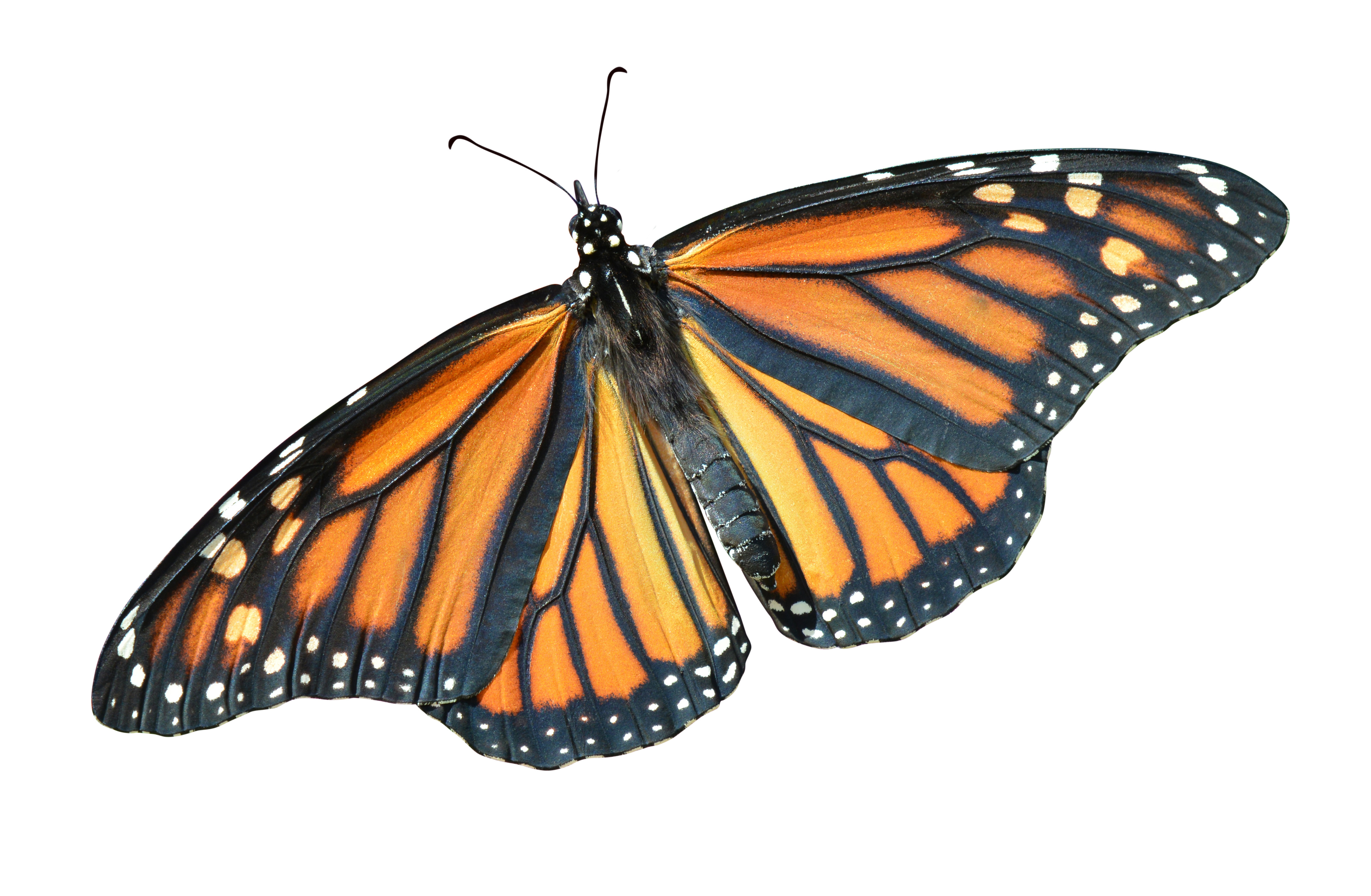 Photo of Monarch butterfly on white background