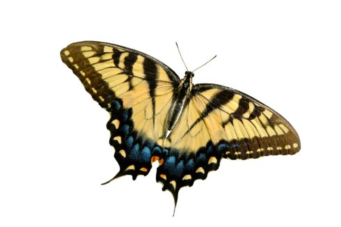 Photo of Eastern Tiger Swallowtail butterfly on white background