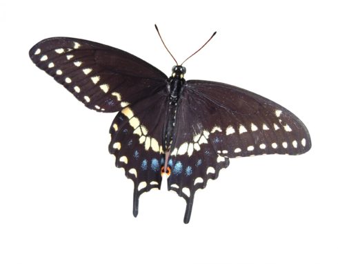 Photo of Black swallowtail butterfly on white background