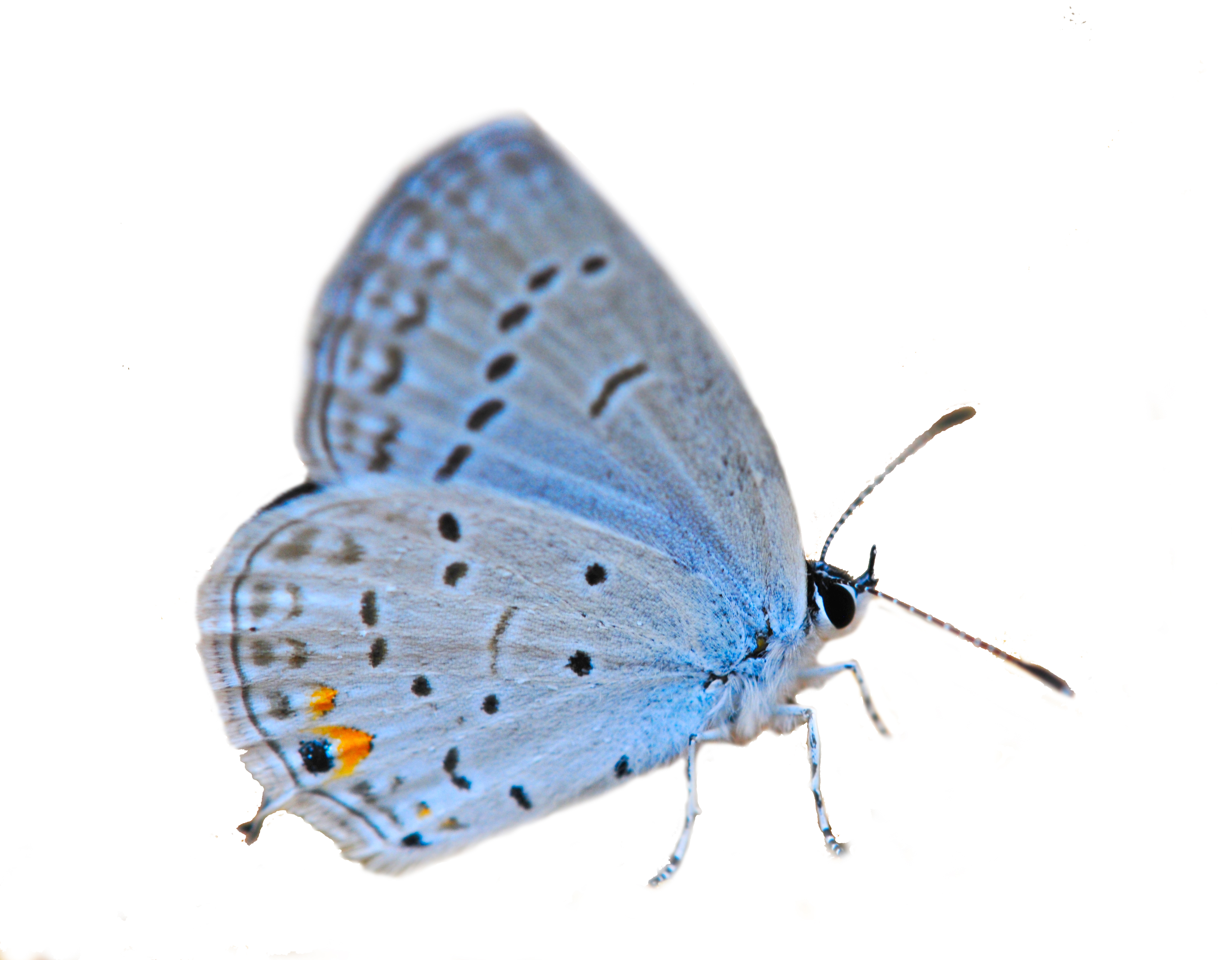 Photo of Eastern Tailed Blue butterfly