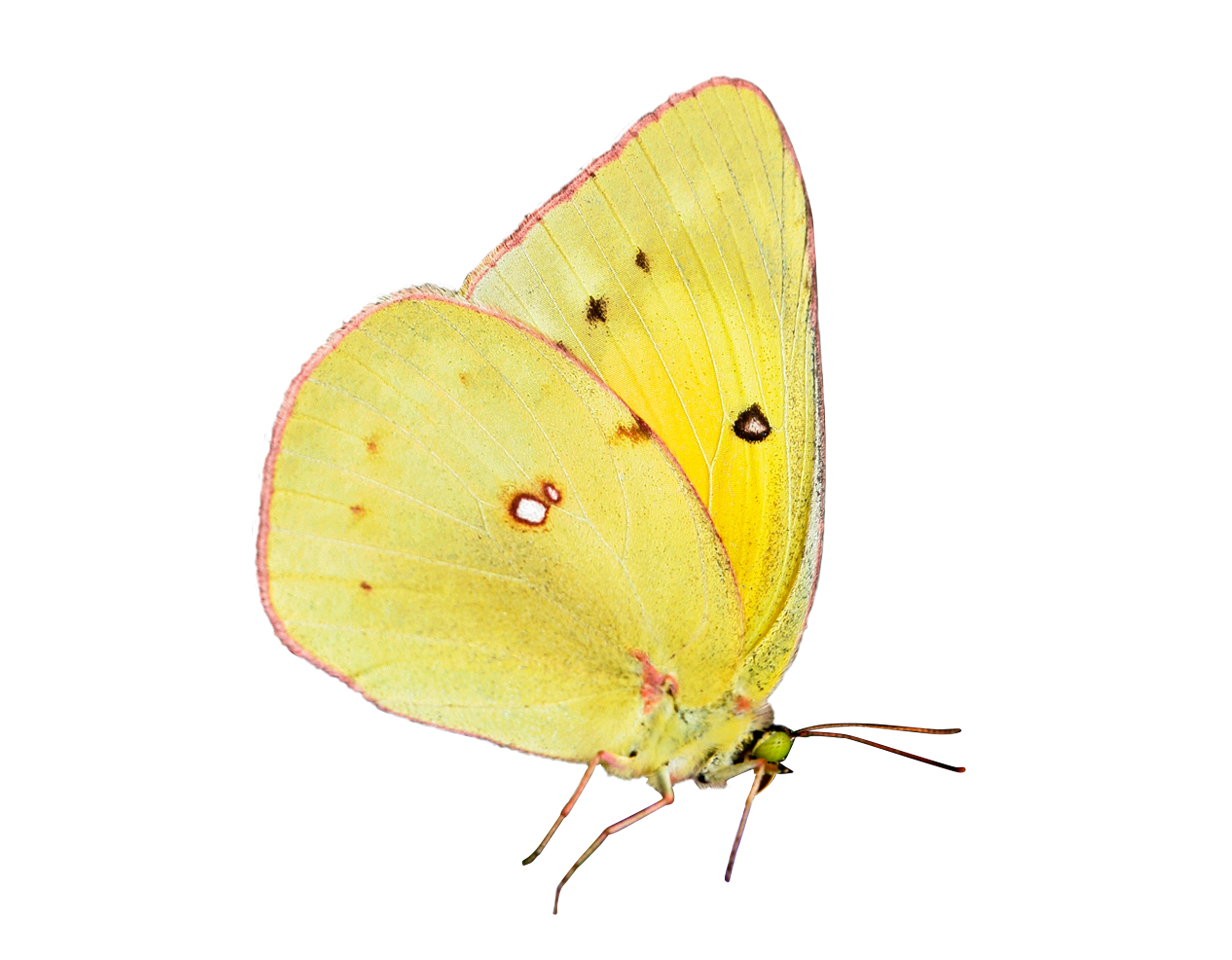 Photo of an Orange Sulphur butterfly on white background