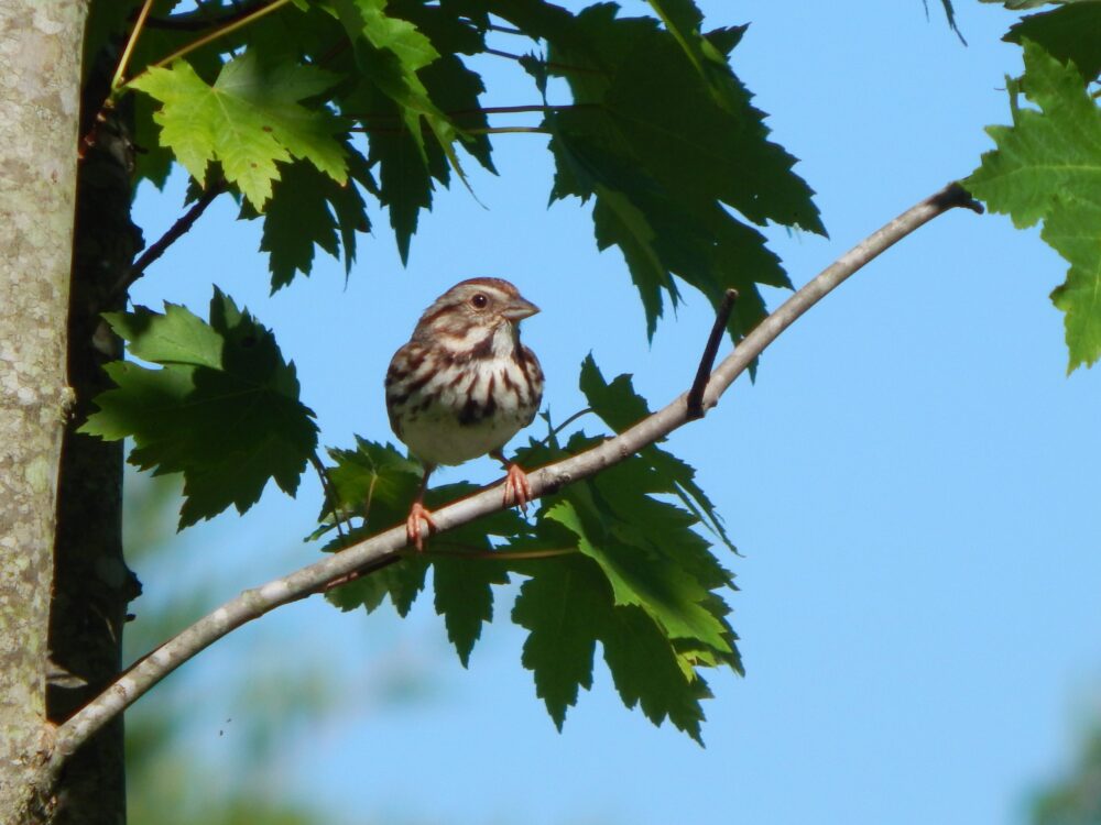Bird sitting on a tree branch at reddy branch