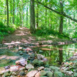 Upper Paint Branch SVP – Trails – 2021
