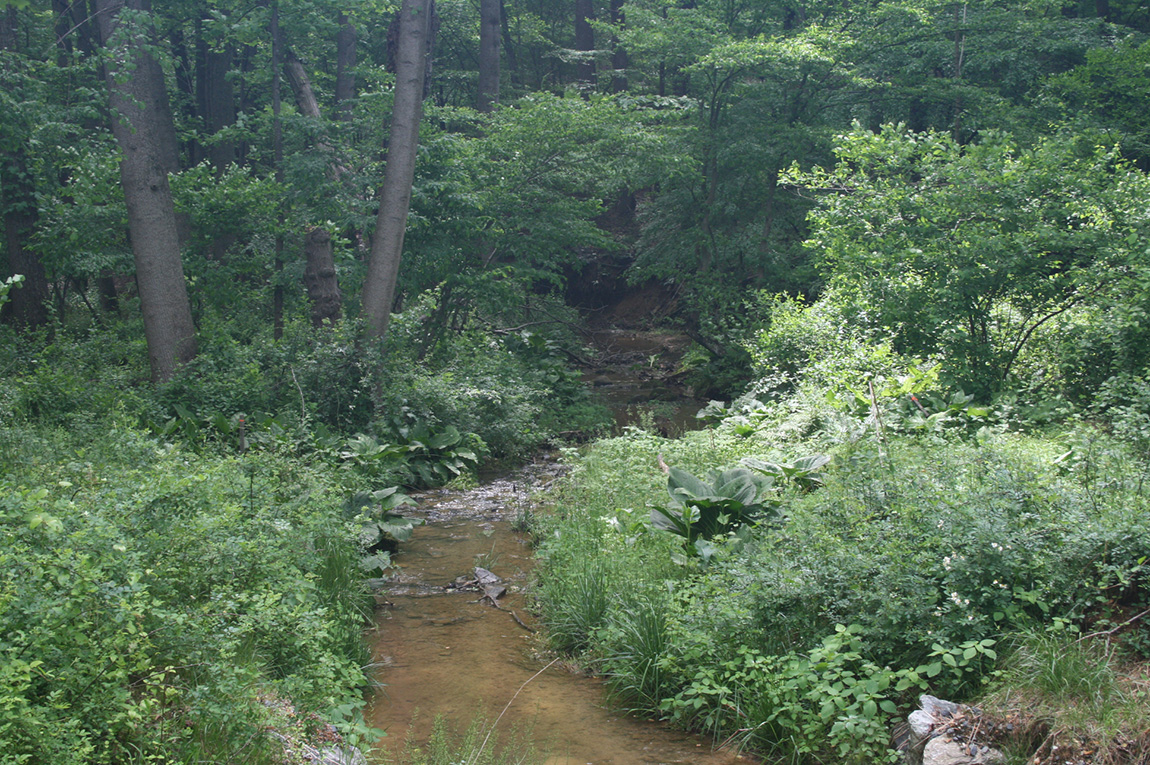 stream at wildcat branch stream valley